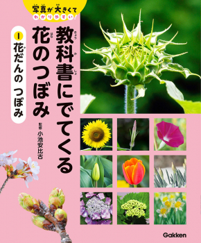 教科書にでてくる 花のつぼみ 1 花だんの つぼみ