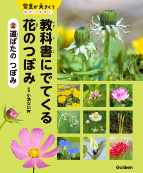 教科書にでてくる 花のつぼみ 2 道ばたの つぼみ