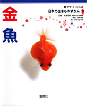 金魚 (育てて、しらべる 日本の生きものずかん 14) - 日教販 児童書ドットコム