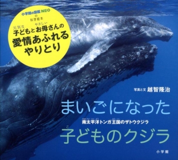 まいごになった子どものクジラ