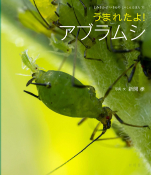 うまれたよ! アブラムシ